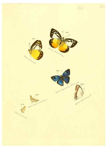 Reproducción/Reproduction 6106455616: Zuträge zur Sammlung exotischer Schmettlinge [sic] atlas Augsburg :bey dem Verfasser zu finden,1818-1837