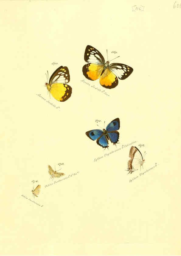 Reproducción/Reproduction 6106455616: Zuträge zur Sammlung exotischer Schmettlinge [sic] atlas Augsburg :bey dem Verfasser zu finden,1818-1837