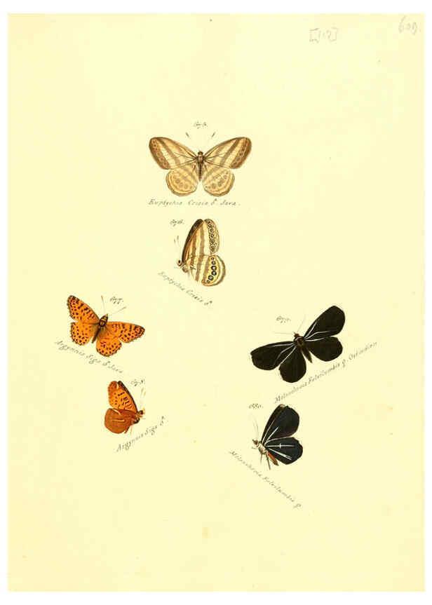 Reproducción/Reproduction 6105910401: Zuträge zur Sammlung exotischer Schmettlinge [sic] atlas Augsburg :bey dem Verfasser zu finden,1818-1837