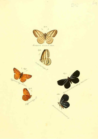 Reproducción/Reproduction 6105910401: Zuträge zur Sammlung exotischer Schmettlinge [sic] atlas Augsburg :bey dem Verfasser zu finden,1818-1837