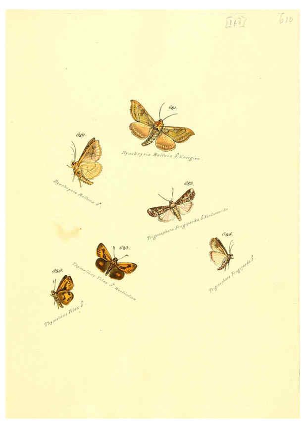 Reproducción/Reproduction 6105910677: Zuträge zur Sammlung exotischer Schmettlinge [sic] atlas Augsburg :bey dem Verfasser zu finden,1818-1837