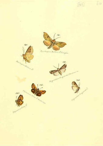 Reproducción/Reproduction 6105910677: Zuträge zur Sammlung exotischer Schmettlinge [sic] atlas Augsburg :bey dem Verfasser zu finden,1818-1837