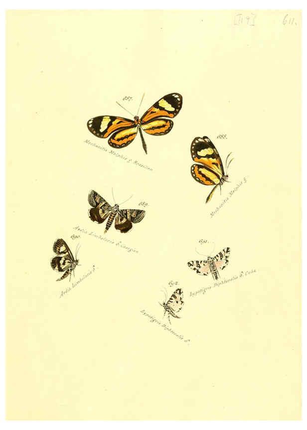Reproducción/Reproduction 6106456498: Zuträge zur Sammlung exotischer Schmettlinge [sic] atlas Augsburg :bey dem Verfasser zu finden,1818-1837