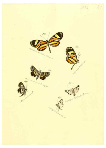 Reproducción/Reproduction 6106456498: Zuträge zur Sammlung exotischer Schmettlinge [sic] atlas Augsburg :bey dem Verfasser zu finden,1818-1837