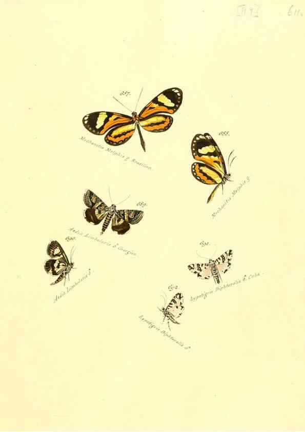 Reproducción/Reproduction 6106456498: Zuträge zur Sammlung exotischer Schmettlinge [sic] atlas Augsburg :bey dem Verfasser zu finden,1818-1837
