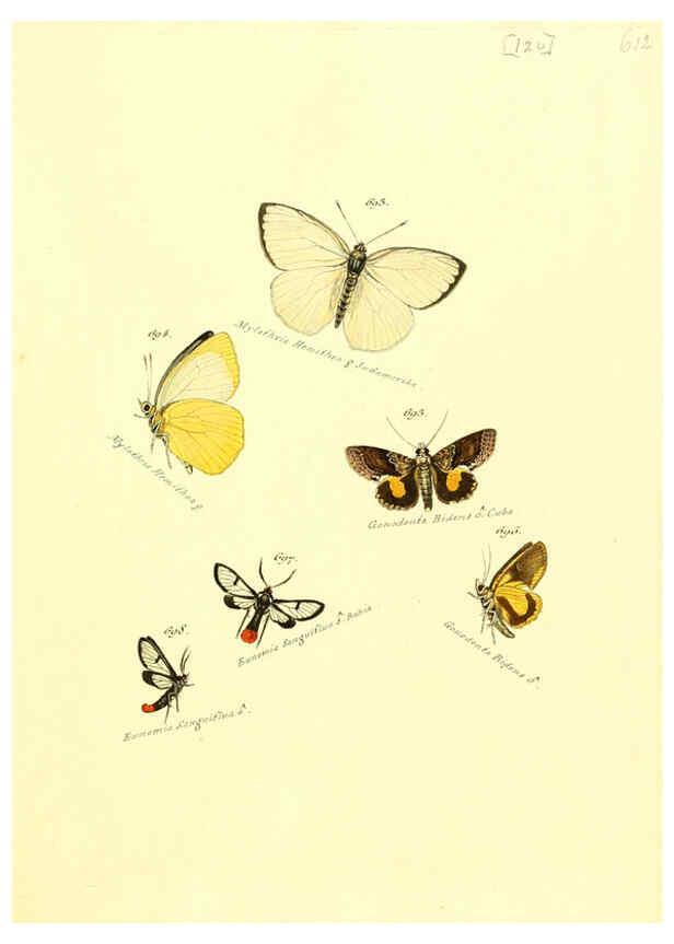 Reproducción/Reproduction 6105911099: Zuträge zur Sammlung exotischer Schmettlinge [sic] atlas Augsburg :bey dem Verfasser zu finden,1818-1837