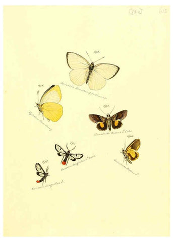 Reproducción/Reproduction 6105911099: Zuträge zur Sammlung exotischer Schmettlinge [sic] atlas Augsburg :bey dem Verfasser zu finden,1818-1837
