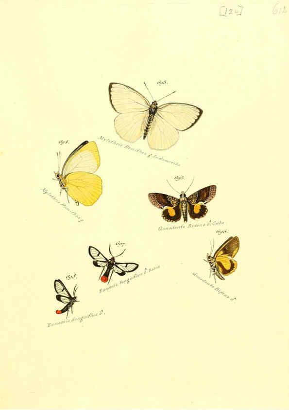 Reproducción/Reproduction 6105911099: Zuträge zur Sammlung exotischer Schmettlinge [sic] atlas Augsburg :bey dem Verfasser zu finden,1818-1837