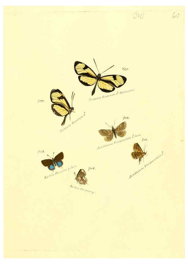 Reproducción/Reproduction 6106456900: Zuträge zur Sammlung exotischer Schmettlinge [sic] atlas Augsburg :bey dem Verfasser zu finden,1818-1837