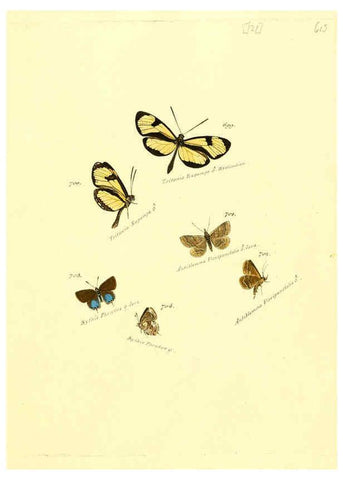 Reproducción/Reproduction 6106456900: Zuträge zur Sammlung exotischer Schmettlinge [sic] atlas Augsburg :bey dem Verfasser zu finden,1818-1837