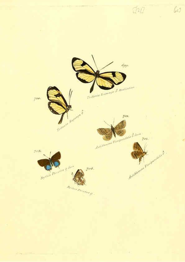 Reproducción/Reproduction 6106456900: Zuträge zur Sammlung exotischer Schmettlinge [sic] atlas Augsburg :bey dem Verfasser zu finden,1818-1837