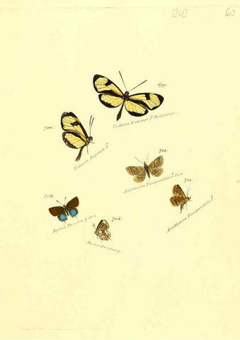 Reproducción/Reproduction 6106456900: Zuträge zur Sammlung exotischer Schmettlinge [sic] atlas Augsburg :bey dem Verfasser zu finden,1818-1837