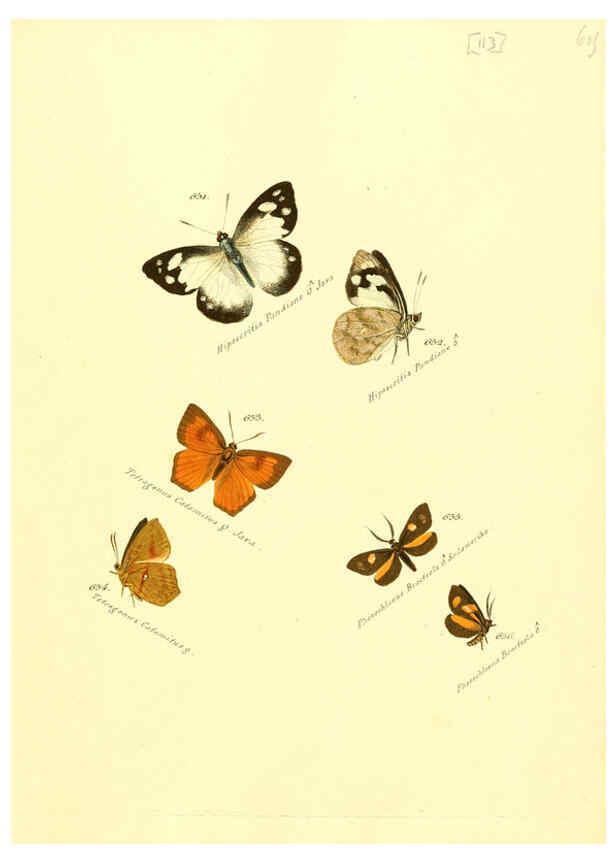 Reproducción/Reproduction 6105906647: Zuträge zur Sammlung exotischer Schmettlinge [sic] atlas Augsburg :bey dem Verfasser zu finden,1818-1837
