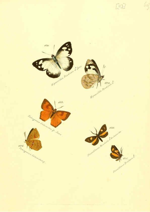 Reproducción/Reproduction 6105906647: Zuträge zur Sammlung exotischer Schmettlinge [sic] atlas Augsburg :bey dem Verfasser zu finden,1818-1837