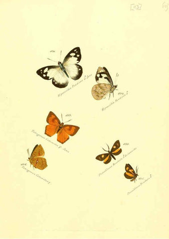 Reproducción/Reproduction 6105906647: Zuträge zur Sammlung exotischer Schmettlinge [sic] atlas Augsburg :bey dem Verfasser zu finden,1818-1837