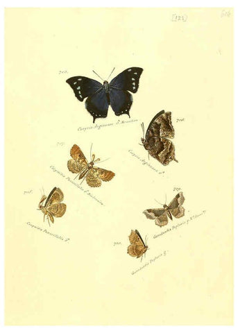 Reproducción/Reproduction 6106457168: Zuträge zur Sammlung exotischer Schmettlinge [sic] atlas Augsburg :bey dem Verfasser zu finden,1818-1837