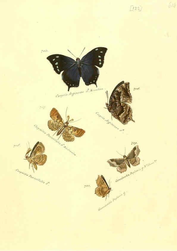 Reproducción/Reproduction 6106457168: Zuträge zur Sammlung exotischer Schmettlinge [sic] atlas Augsburg :bey dem Verfasser zu finden,1818-1837