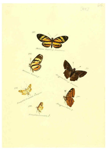 Reproducción/Reproduction 6106457646: Zuträge zur Sammlung exotischer Schmettlinge [sic] atlas Augsburg :bey dem Verfasser zu finden,1818-1837
