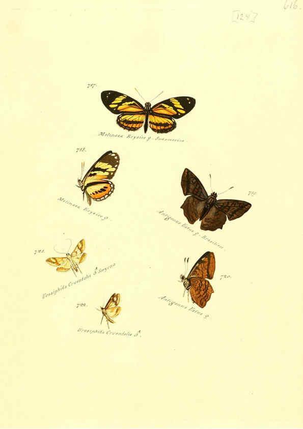 Reproducción/Reproduction 6106457646: Zuträge zur Sammlung exotischer Schmettlinge [sic] atlas Augsburg :bey dem Verfasser zu finden,1818-1837