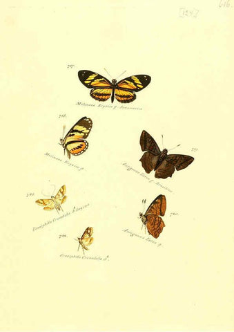 Reproducción/Reproduction 6106457646: Zuträge zur Sammlung exotischer Schmettlinge [sic] atlas Augsburg :bey dem Verfasser zu finden,1818-1837
