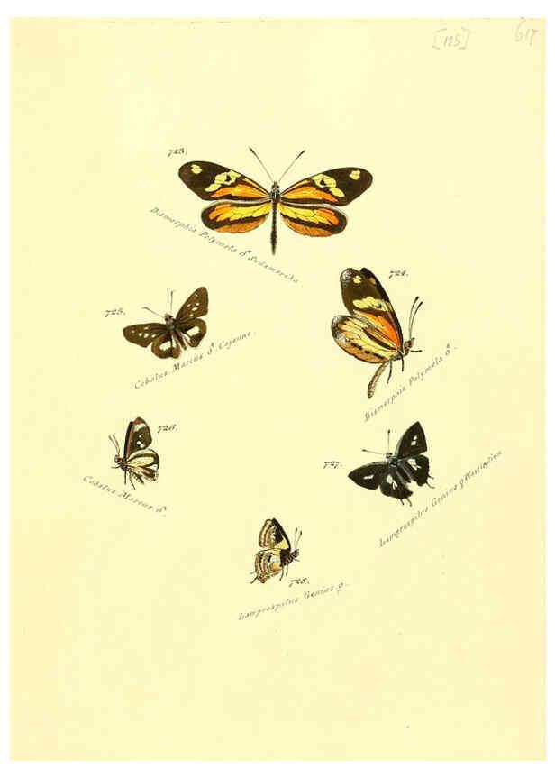 Reproducción/Reproduction 6105912281: Zuträge zur Sammlung exotischer Schmettlinge [sic] atlas Augsburg :bey dem Verfasser zu finden,1818-1837