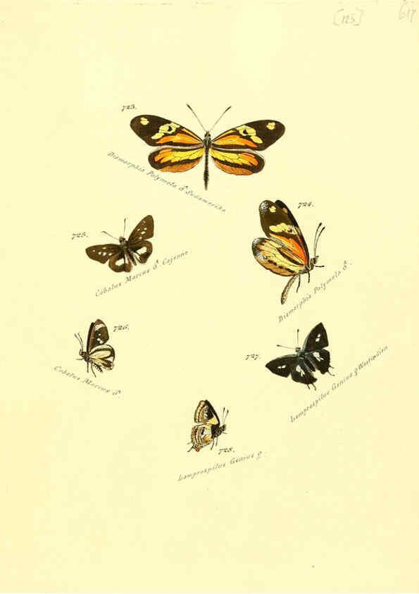 Reproducción/Reproduction 6105912281: Zuträge zur Sammlung exotischer Schmettlinge [sic] atlas Augsburg :bey dem Verfasser zu finden,1818-1837