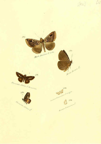 Reproducción/Reproduction 6106458140: Zuträge zur Sammlung exotischer Schmettlinge [sic] atlas Augsburg :bey dem Verfasser zu finden,1818-1837