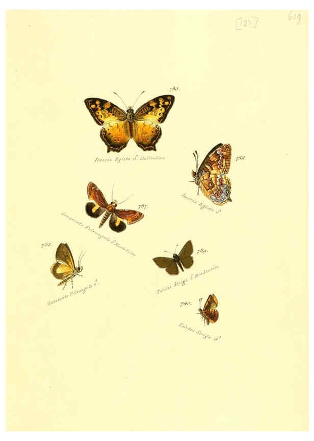 Reproducción/Reproduction 6105912763: Zuträge zur Sammlung exotischer Schmettlinge [sic] atlas Augsburg :bey dem Verfasser zu finden,1818-1837