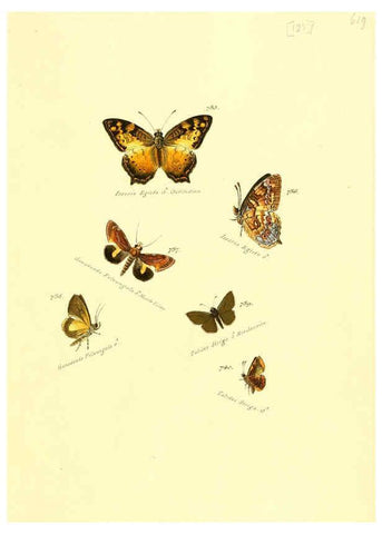 Reproducción/Reproduction 6105912763: Zuträge zur Sammlung exotischer Schmettlinge [sic] atlas Augsburg :bey dem Verfasser zu finden,1818-1837