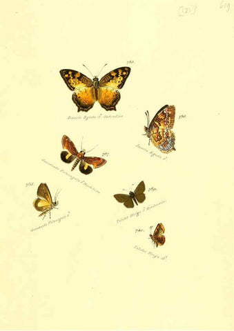 Reproducción/Reproduction 6105912763: Zuträge zur Sammlung exotischer Schmettlinge [sic] atlas Augsburg :bey dem Verfasser zu finden,1818-1837