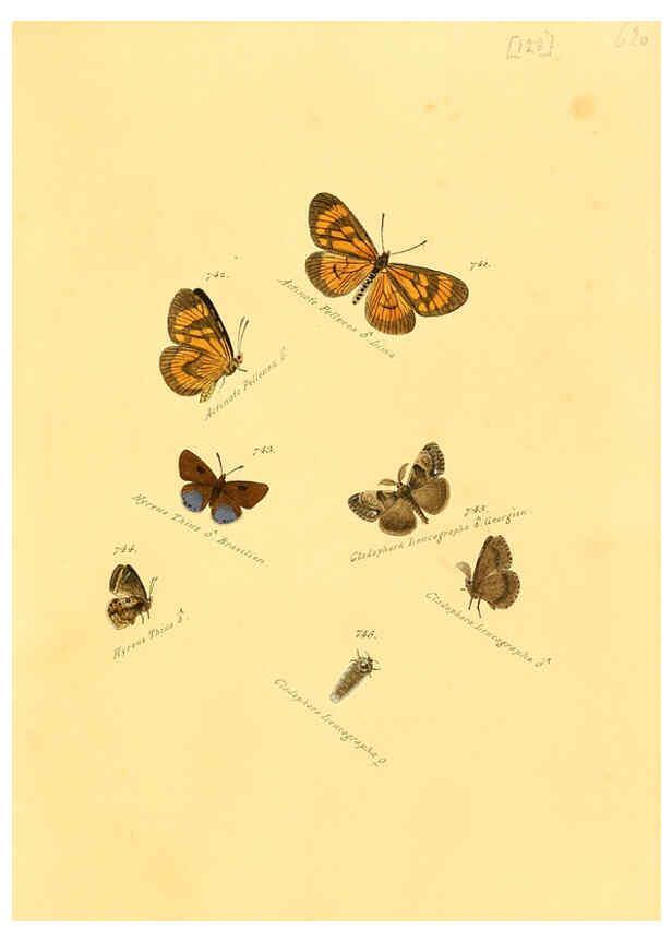 Reproducción/Reproduction 6106458736: Zuträge zur Sammlung exotischer Schmettlinge [sic] atlas Augsburg :bey dem Verfasser zu finden,1818-1837