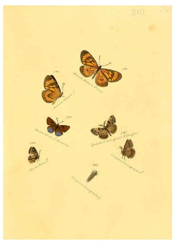 Reproducción/Reproduction 6106458736: Zuträge zur Sammlung exotischer Schmettlinge [sic] atlas Augsburg :bey dem Verfasser zu finden,1818-1837