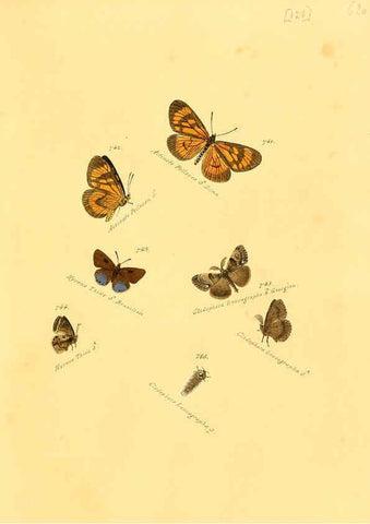 Reproducción/Reproduction 6106458736: Zuträge zur Sammlung exotischer Schmettlinge [sic] atlas Augsburg :bey dem Verfasser zu finden,1818-1837