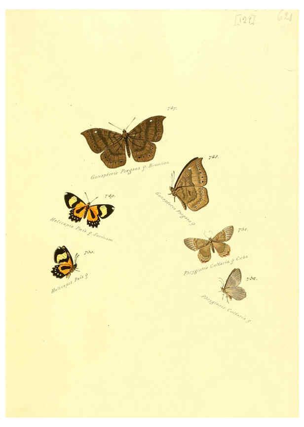 Reproducción/Reproduction 6105913633: Zuträge zur Sammlung exotischer Schmettlinge [sic] atlas Augsburg :bey dem Verfasser zu finden,1818-1837