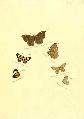 Reproducción/Reproduction 6105913633: Zuträge zur Sammlung exotischer Schmettlinge [sic] atlas Augsburg :bey dem Verfasser zu finden,1818-1837