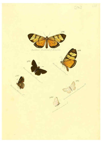 Reproducción/Reproduction 6106459414: Zuträge zur Sammlung exotischer Schmettlinge [sic] atlas Augsburg :bey dem Verfasser zu finden,1818-1837
