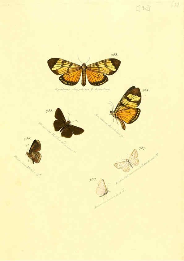 Reproducción/Reproduction 6106459414: Zuträge zur Sammlung exotischer Schmettlinge [sic] atlas Augsburg :bey dem Verfasser zu finden,1818-1837