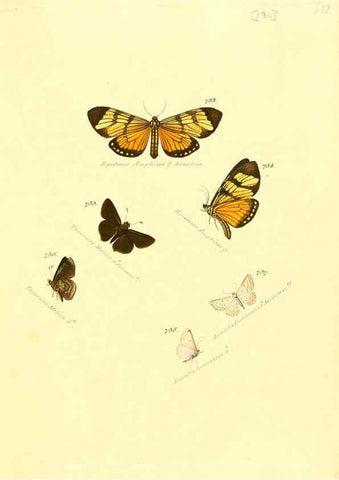 Reproducción/Reproduction 6106459414: Zuträge zur Sammlung exotischer Schmettlinge [sic] atlas Augsburg :bey dem Verfasser zu finden,1818-1837