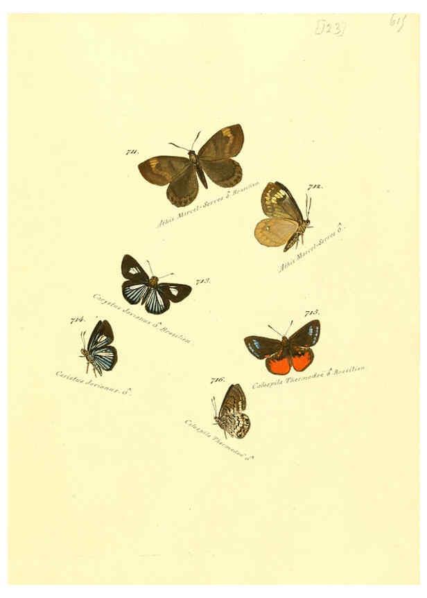Reproducción/Reproduction 6106457468: Zuträge zur Sammlung exotischer Schmettlinge [sic] atlas Augsburg :bey dem Verfasser zu finden,1818-1837