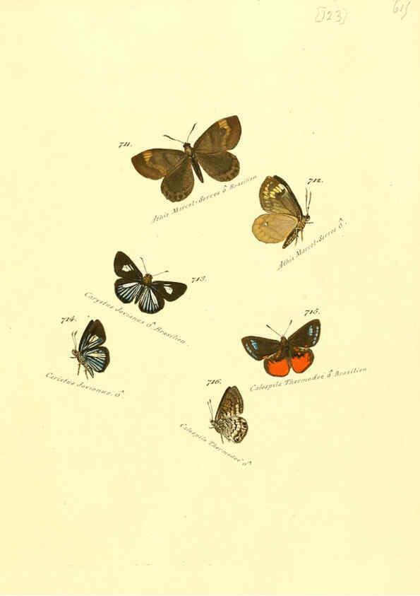 Reproducción/Reproduction 6106457468: Zuträge zur Sammlung exotischer Schmettlinge [sic] atlas Augsburg :bey dem Verfasser zu finden,1818-1837