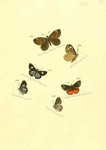 Reproducción/Reproduction 6106457468: Zuträge zur Sammlung exotischer Schmettlinge [sic] atlas Augsburg :bey dem Verfasser zu finden,1818-1837