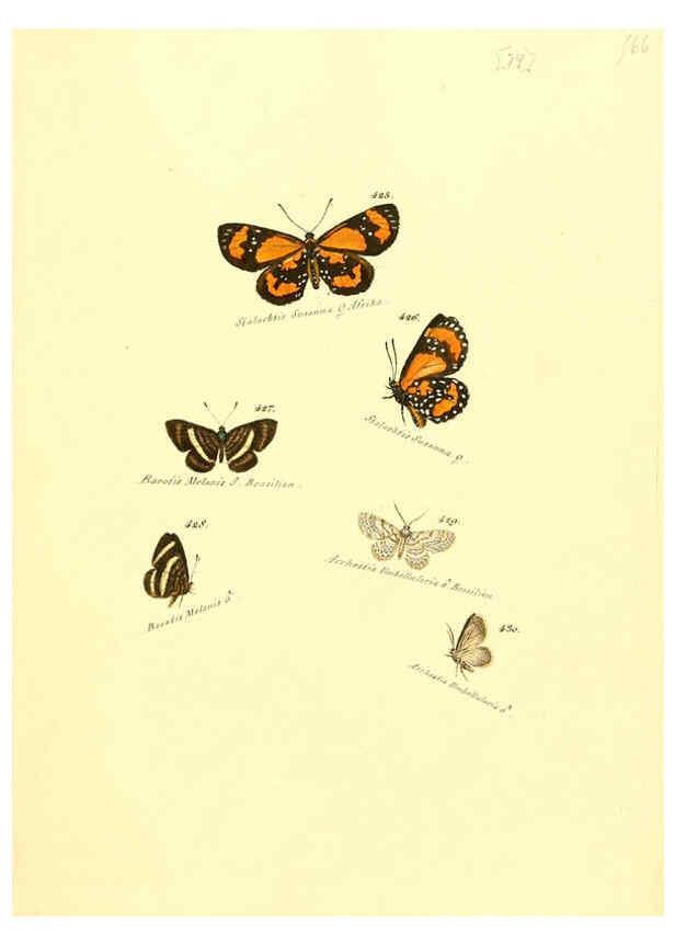 Reproducción/Reproduction 6105895429: Zuträge zur Sammlung exotischer Schmettlinge [sic] atlas Augsburg :bey dem Verfasser zu finden,1818-1837