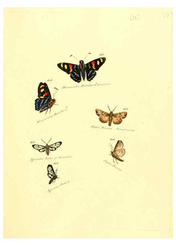 Reproducción/Reproduction 6106440110: Zuträge zur Sammlung exotischer Schmettlinge [sic] atlas Augsburg :bey dem Verfasser zu finden,1818-1837