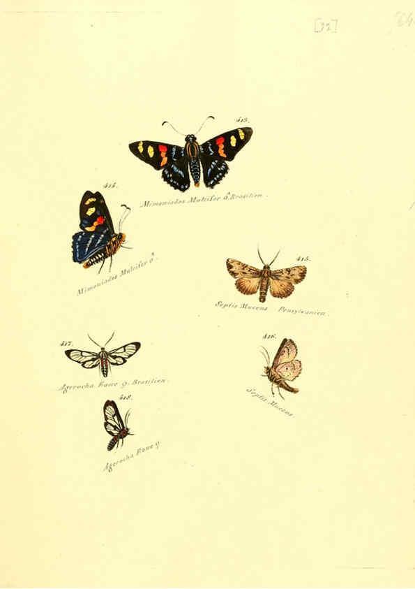 Reproducción/Reproduction 6106440110: Zuträge zur Sammlung exotischer Schmettlinge [sic] atlas Augsburg :bey dem Verfasser zu finden,1818-1837