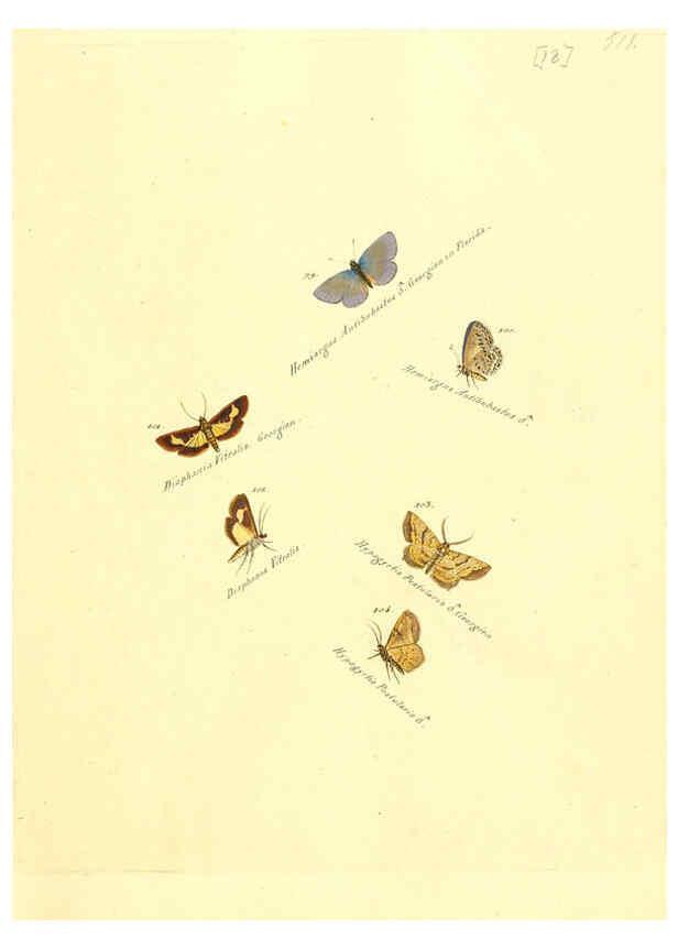 Reproducción/Reproduction 6105783399: Zuträge zur Sammlung exotischer Schmettlinge [sic] atlas Augsburg :bey dem Verfasser zu finden,1818-1837