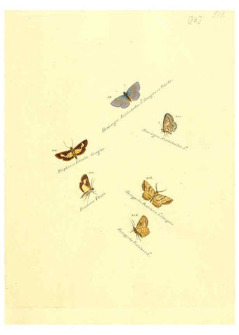 Reproducción/Reproduction 6105783399: Zuträge zur Sammlung exotischer Schmettlinge [sic] atlas Augsburg :bey dem Verfasser zu finden,1818-1837