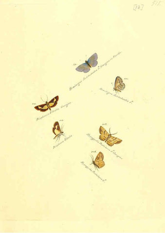 Reproducción/Reproduction 6105783399: Zuträge zur Sammlung exotischer Schmettlinge [sic] atlas Augsburg :bey dem Verfasser zu finden,1818-1837
