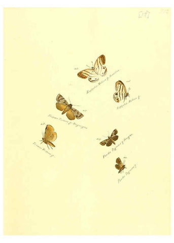 Reproducción/Reproduction 6105783591: Zuträge zur Sammlung exotischer Schmettlinge [sic] atlas Augsburg :bey dem Verfasser zu finden,1818-1837