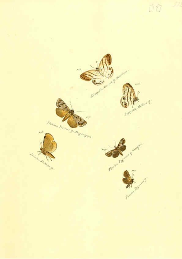 Reproducción/Reproduction 6105783591: Zuträge zur Sammlung exotischer Schmettlinge [sic] atlas Augsburg :bey dem Verfasser zu finden,1818-1837