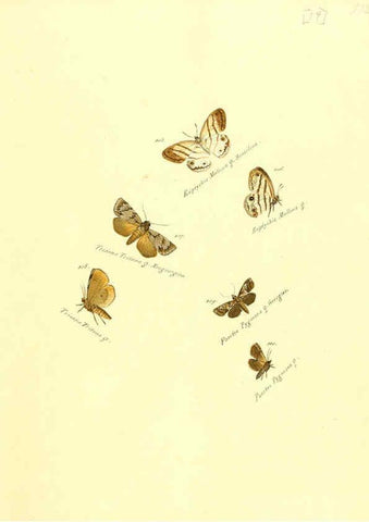 Reproducción/Reproduction 6105783591: Zuträge zur Sammlung exotischer Schmettlinge [sic] atlas Augsburg :bey dem Verfasser zu finden,1818-1837